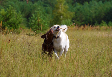 Hundebetreuung Friedrichshain 1